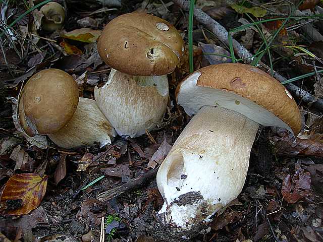 Le  meraviglie della foresta